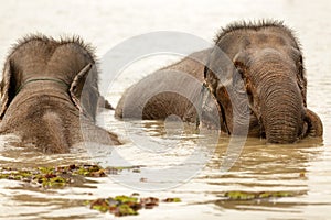 Elephant swimming