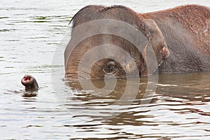 elephant swimming