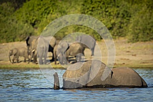 Elephant swimming in Chobe River in Botswana