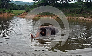 Elephant swimming