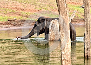 Elephant swimming in a green forest.