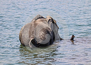 Elephant swimming in Kafue river Kafue National Park Zambia