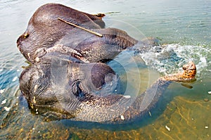 Elephant swimming