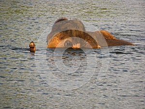 Elephant swimming in the river.