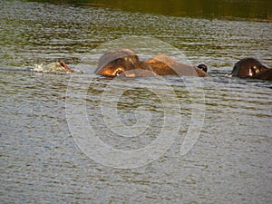 Elephant swimming in the river.
