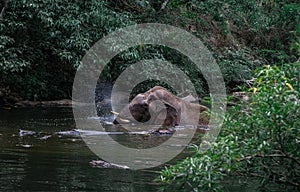 An elephant is swimming in the river at the Thailand Khao Yai national park, Thai elephant washing self body in the canal of wild