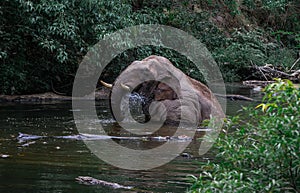 An elephant is swimming in the river at the Thailand Khao Yai national park, Thai elephant washing self body in the canal of wild