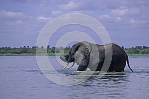 Un elefante nuoto 