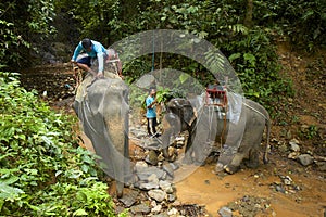 Elephant swimming in Thailand