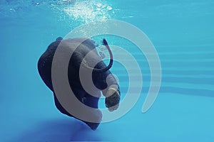 Elephant swimming underwater. Thai elephant in the clear water