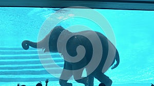 Elephant swims in zoo swimming pool with clear water