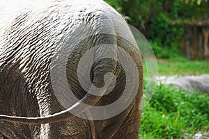 Elephant tail