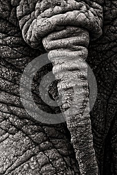 Elephant Tail