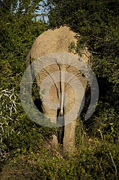 Elephant Tail