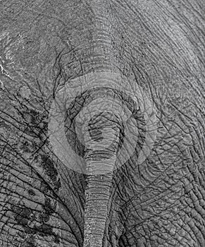 Elephant tail close-up shot at the Kruger National Park, South Africa