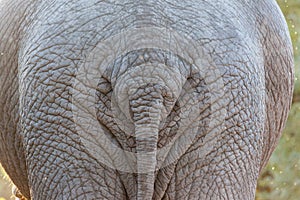 Elephant Tail