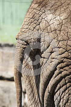 Elephant tail