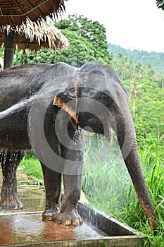 The elephant take a bathe photo