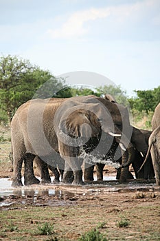 Elephant taking bath