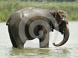 Elephant taking bath