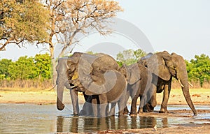 Elephant taking a drink and standing in a shallow waterhole in Hwange National Park photo