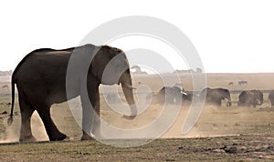 Elephant taking a dustbath