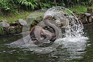 An elephant is taking a morning shower.