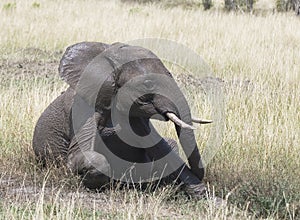 Elephant Taking a Mud Bath