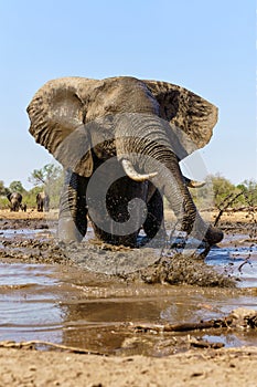 Elephant taking a mud bath