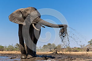 Elephant taking a mud bath