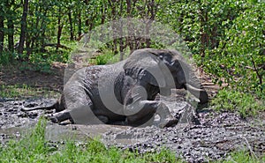 Elephant taking mud-bath in the African bush