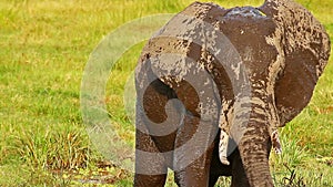 Elephant taking mud bath in Amboseli