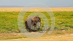 Elephant taking mud bath in Amboseli Park