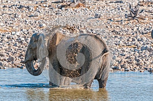Elephant taking a mud bath in a waterhole