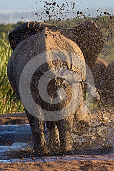Elephant taking a mud bath at waterhole