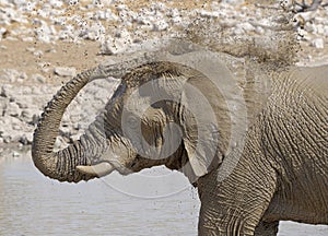 Elephant taking a mud bath at a waterhole.