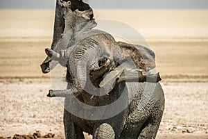 An elephant taking a mudbath