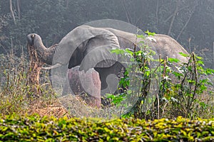 An Elephant taking out a old tree