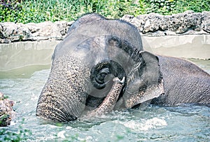 Elephant taking a refreshing dip in the water photo