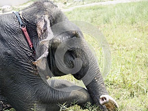 Elephant taking rest