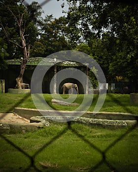 An elephant taking rest in the zoo