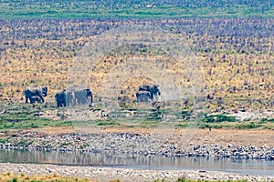 An Elephant taking sand bath