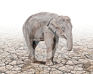 Elephant tand alone on the cracked soil ground
