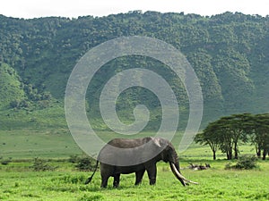 Elephant (Tanzania)