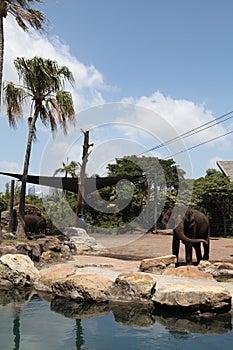 An elephant in Taronga Zoo Australia