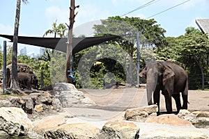 An elephant in Taronga Zoo Australia