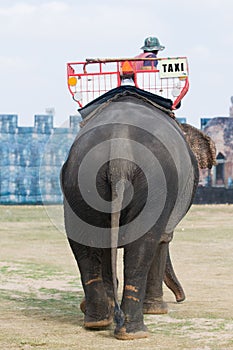 Elephant taxi