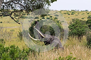 The elephant tears the leaves off the tree with their trunk. Masai Mara, Kenya