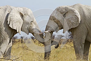 Elephant tenderly photo