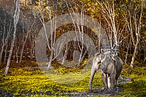 Elephant in Thailand